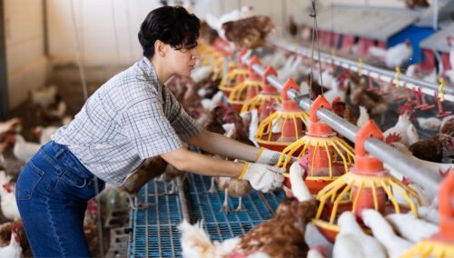 Refrigeración para procesamiento de aves y cadena de frío industrial