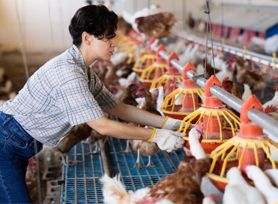 Refrigeración para procesamiento de aves y cadena de frío industrial