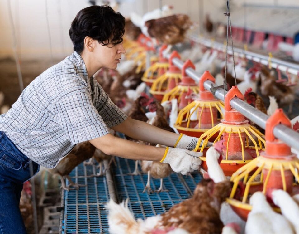 Refrigeración para procesamiento de aves y cadena de frío industrial