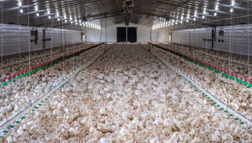 Industria Alimenticia en aves refrigeracion